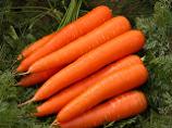 Nantes Carrot variety from Royal Seed