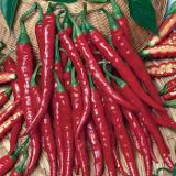 Long Cayenne  Hot Pepper variety from Royal Seed