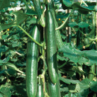 Jude  F1 Cucumber variety from Royal Seed