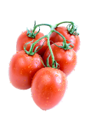 Susana F1 tomato tomato variety from Royal Seed