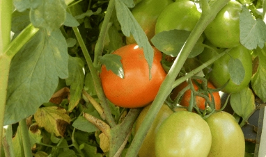 Royal 705 F1 tomato harvest grown from Royal Seed