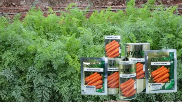 Royal Seed seed packs