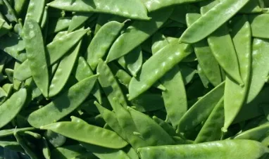 Snow pea Sweet Horizon harvest grown from Royal Seed