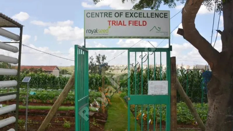 Royal Seed Trial Farm