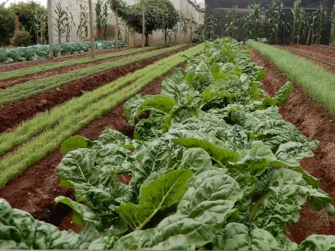 Trial Fields in Action