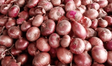 Red Pinoy onion harvest grown from Royal Seed