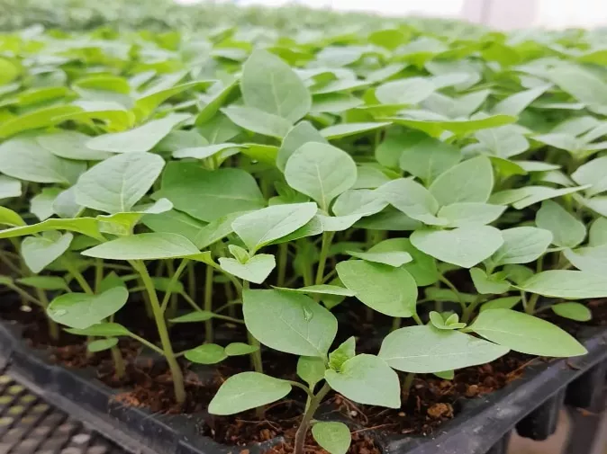 Thriving Seedlings