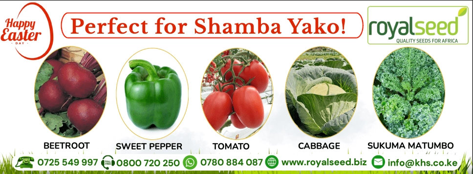 Royal Seed March Theme