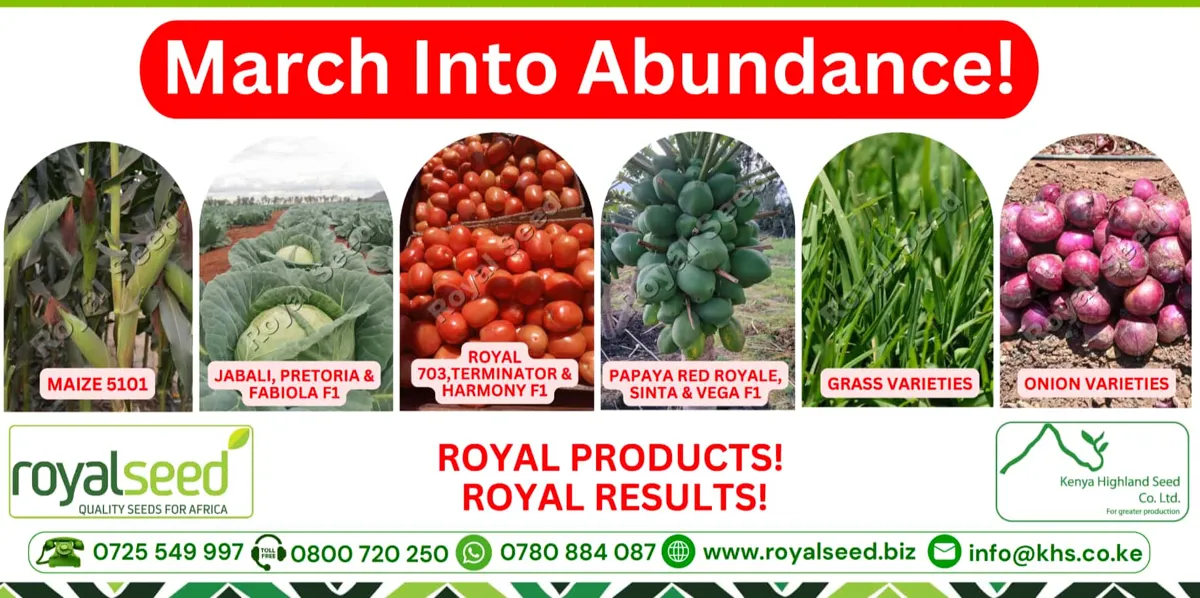 Royal Seed March Theme