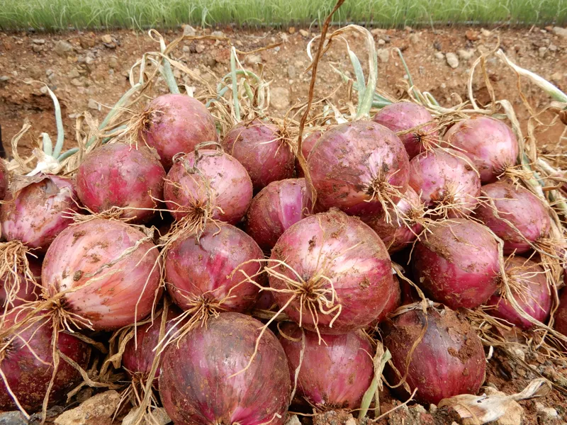 Quality Harvest