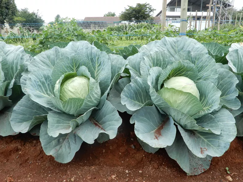 Quality Harvest