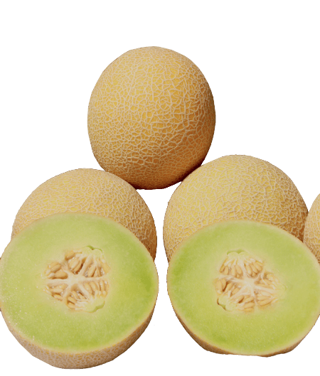 Sweet Melon Galia F1 watermelon variety from Royal Seed