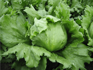 Saula lettuce Unique and Robust Variety from RoyaL Seed’s Latest Produce