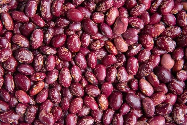 Nyota beans variety from Royal Seed Kenya