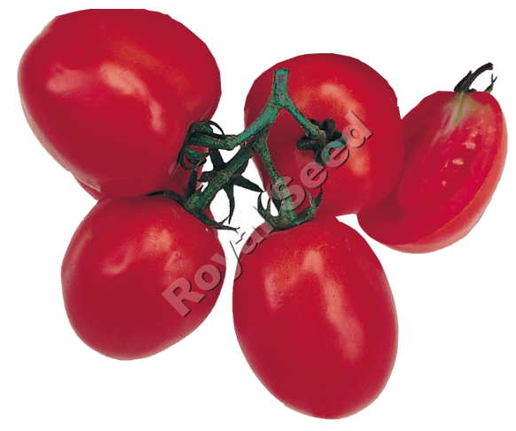 Oxly early maturing determinate tomato OPV with market adaptability