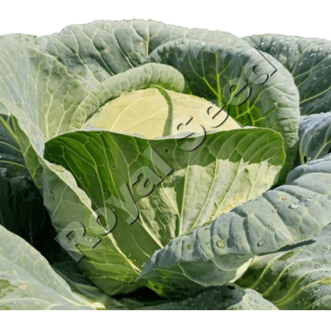 Fabiola F1 hybrid cabbage with 5kg semi-flat heads and 21 day field holding capacity
