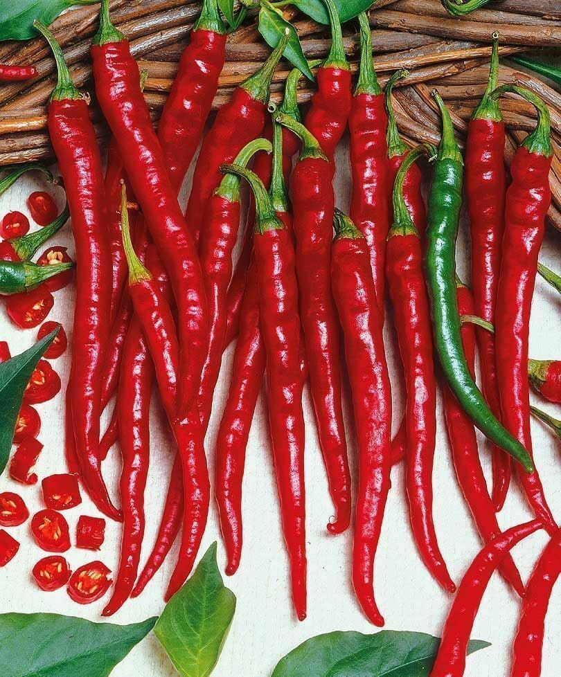 Long cayenne F1 from Royal Seed 