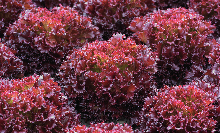 Claragio F1 lettuce variety from Royal Seed