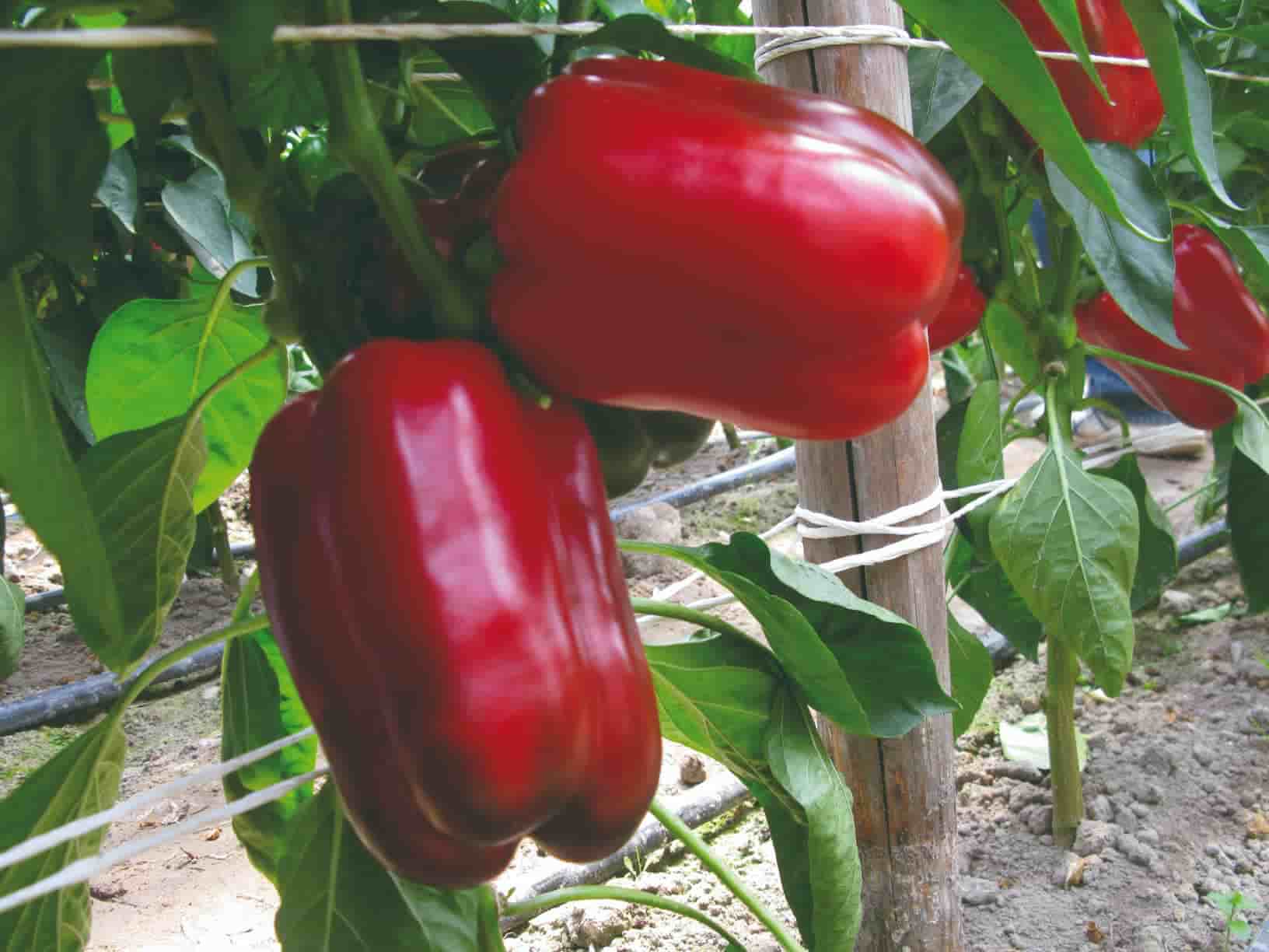 Balta F1 Sweet Pepper Variety from Royal Seed’s Latest Collection