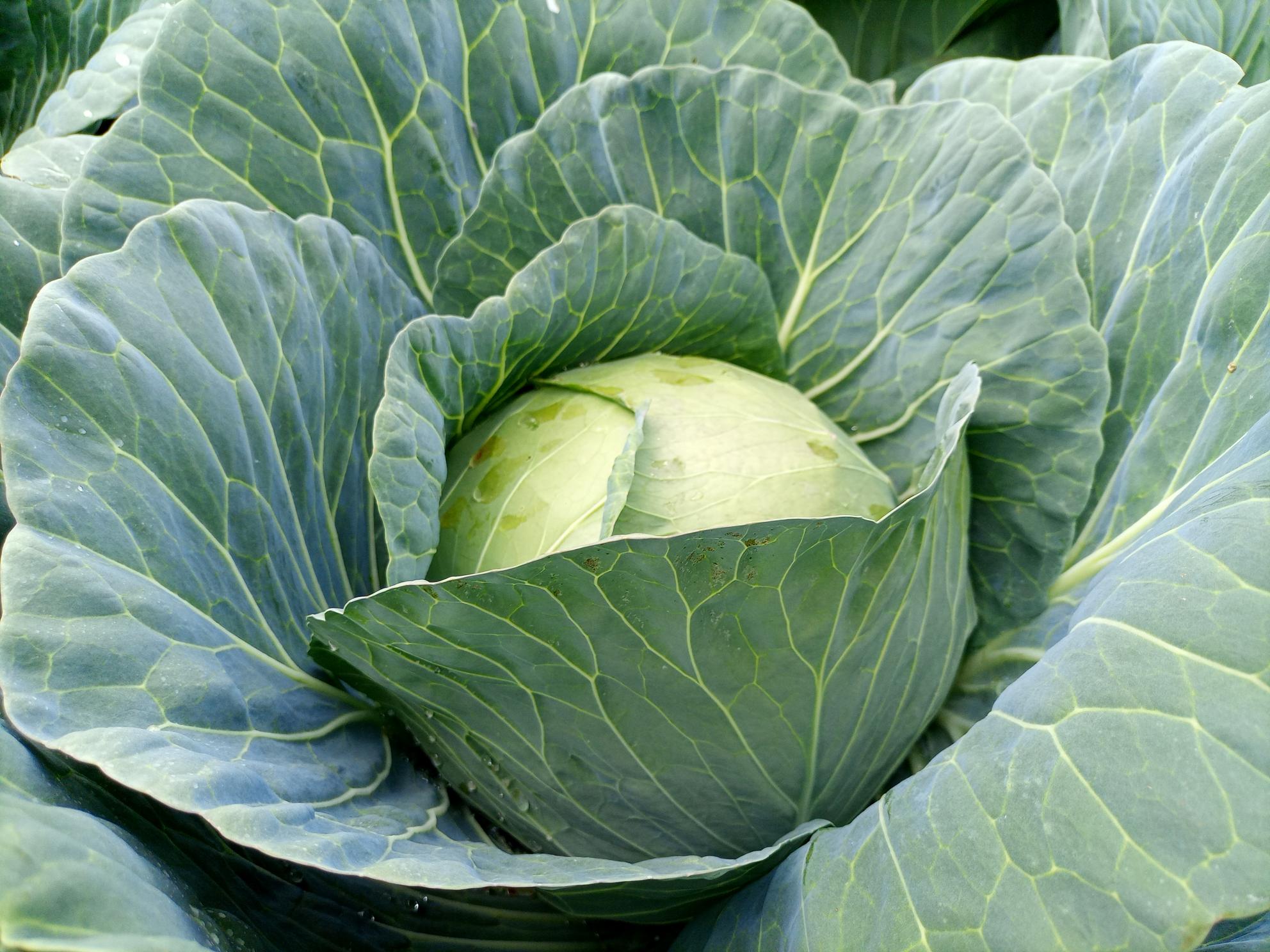 Jabali F1 cabbage variety from Royal Seed