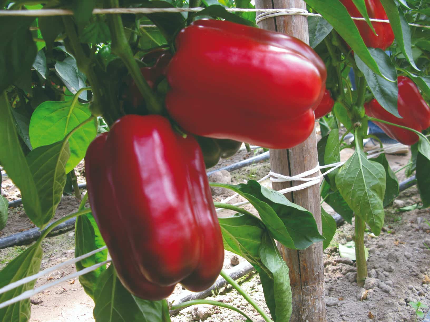 Balta F1 Sweet Pepper Variety from Royal Seed’s Latest Collection