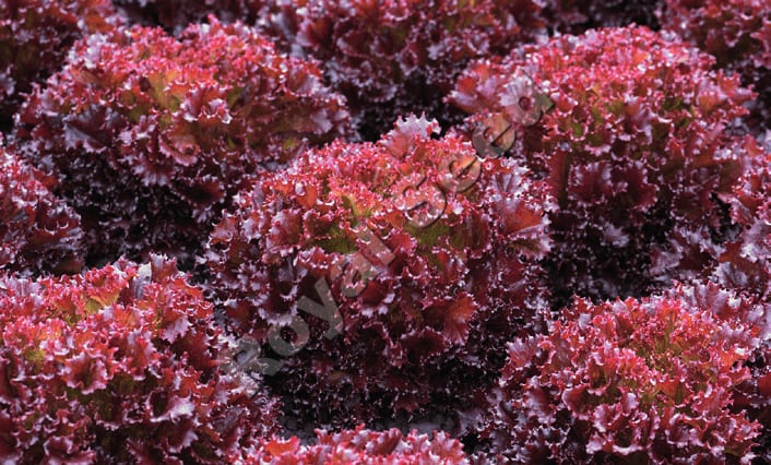 Claragio F1 lettuce variety from Royal Seed