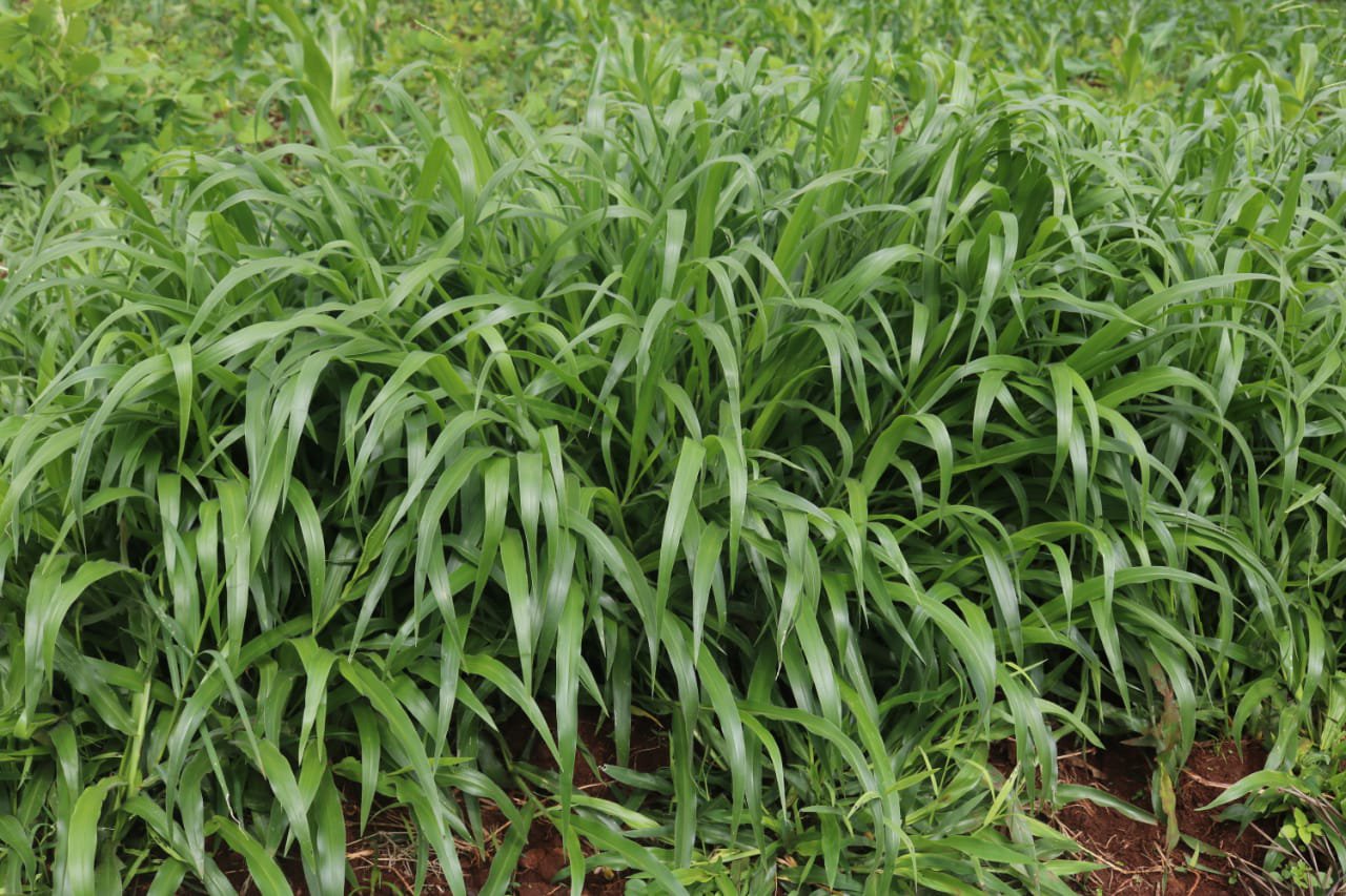 Brachiaria Grass variety from Royal Seed