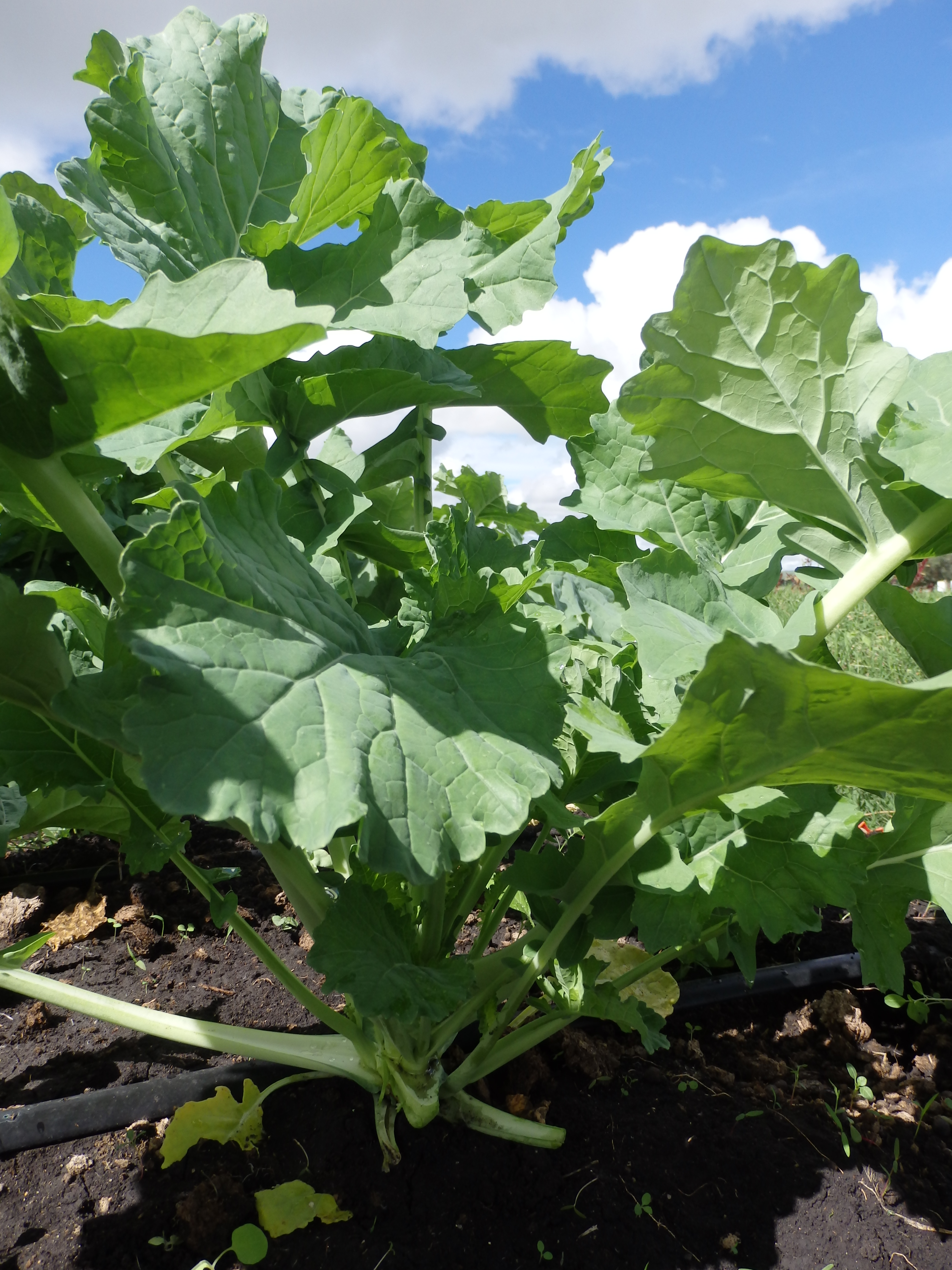 Sukuma Siku leafy variety from Royal Seed