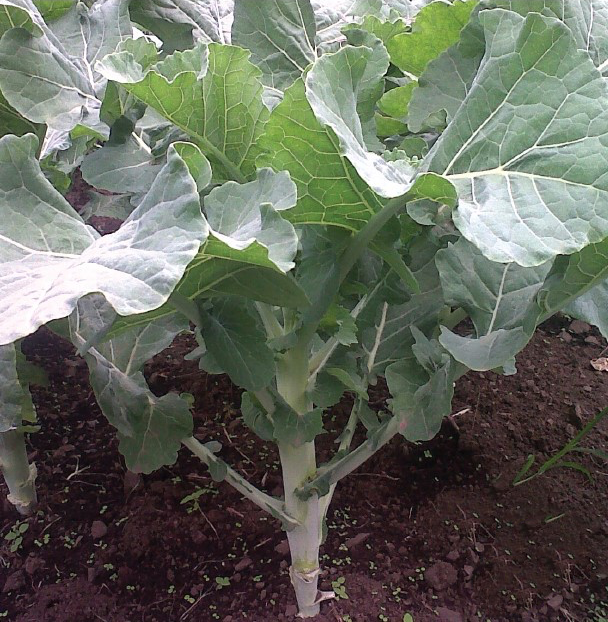 Kale 1000 Headed leafy variety from Royal Seed