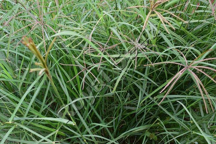 Rhodes Grass variety from Royal Seed