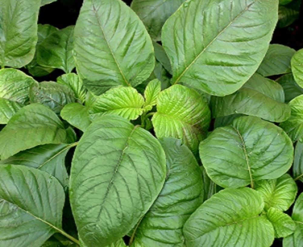 Amaranth's Dubious Terere indigenous variety from Royal Seed