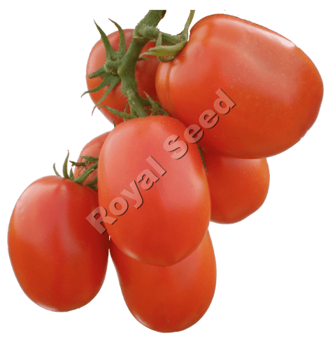Rambo F1 tomato variety from Royal Seed