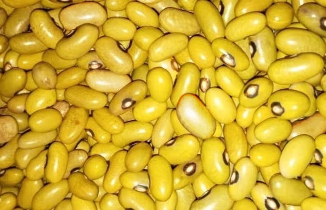 Nyota beans seeds Kenya, Nyota bean variety, high yield beans Royal Seed Kenya