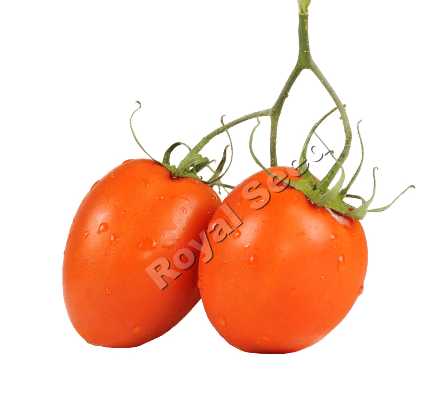 Rio Grande tomato variety from Royal Seed