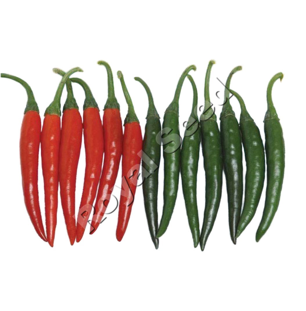 Daiya 619 F1 hybrid hot pepper variety from Royal Seed Kenya