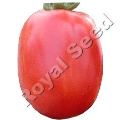 Sandokan F1 tomato variety from Royal Seed