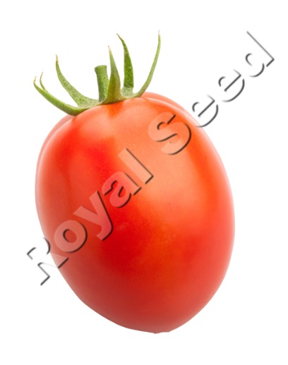 Royal 705 F1 tomato variety from Royal Seed