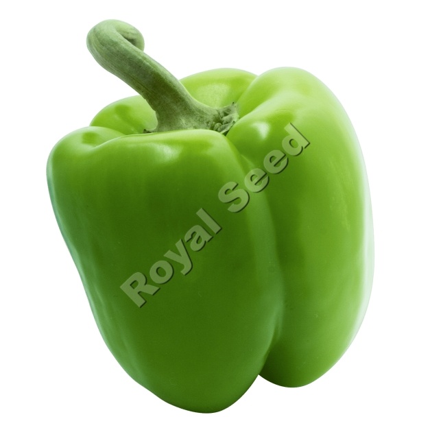 California Wonder OPV sweet pepper with Ring Spot and Black Rot tolerance for open field farming