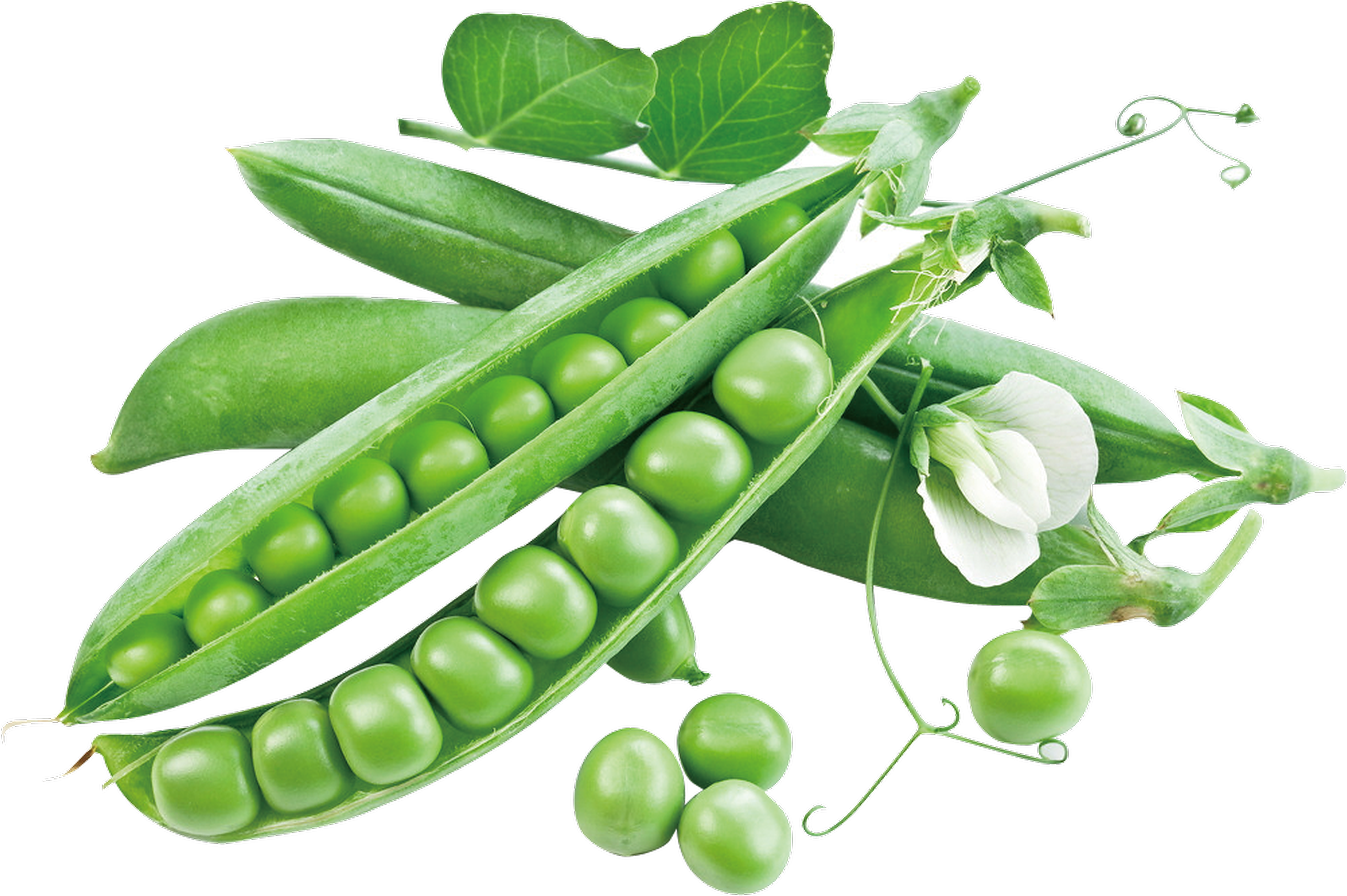 Italian Wonder pea variety from Royal Seed