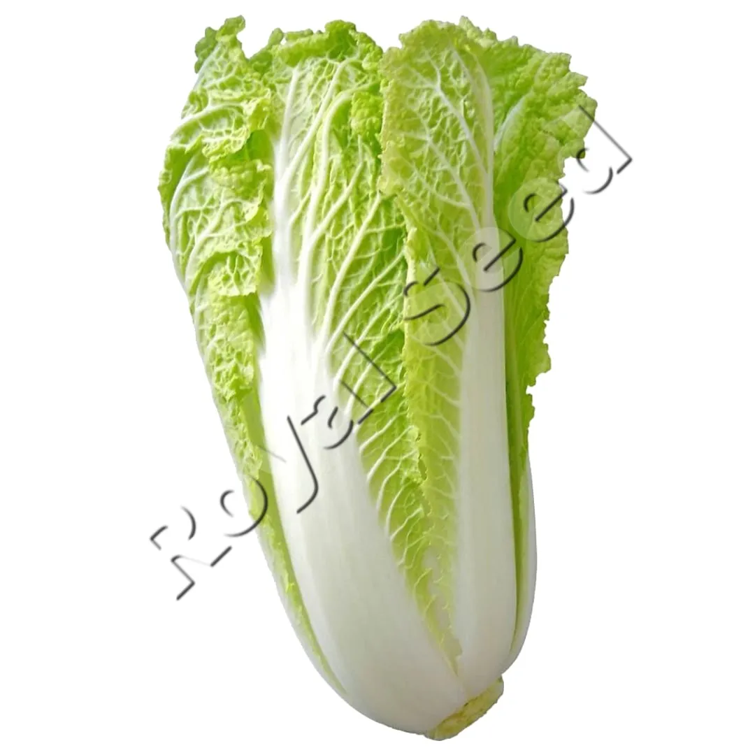 Chinese Cabbage Michihili
