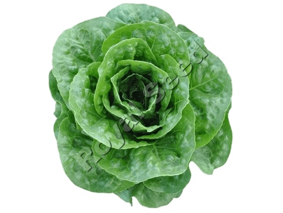 Corbana Lettuce variety from Royal Seed