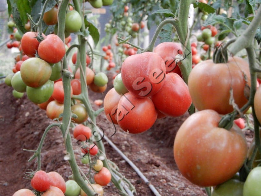 royal seed hybrid tomatoes 