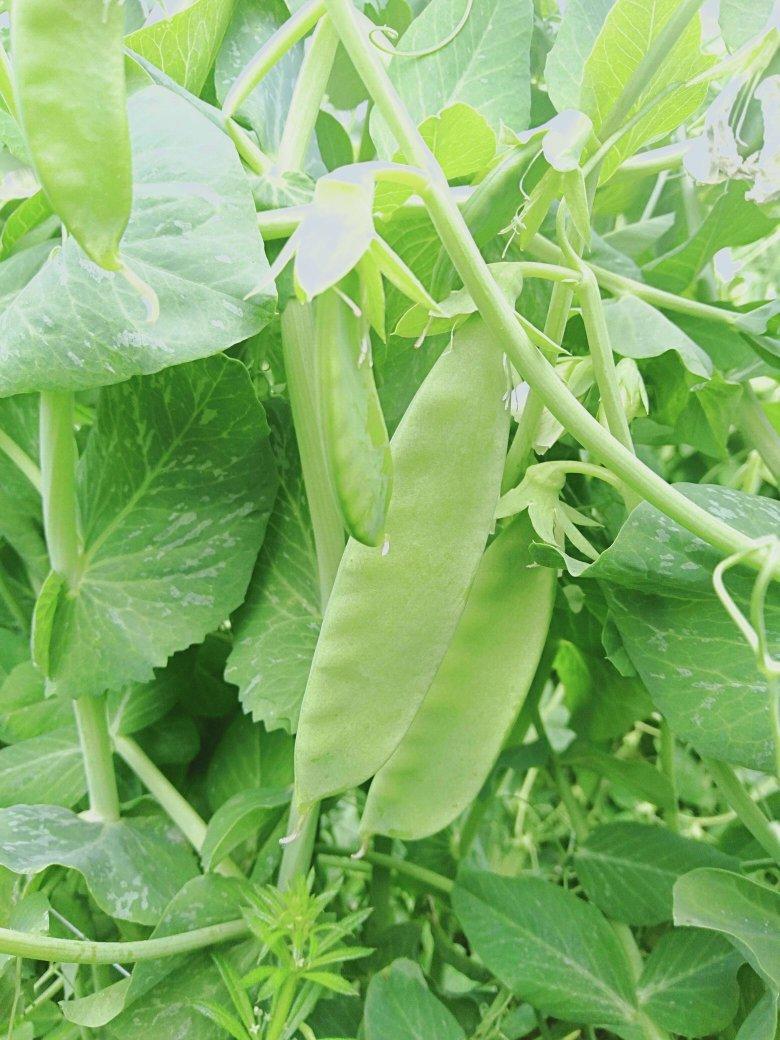 Oregon pod II pea variety from Royal Seed