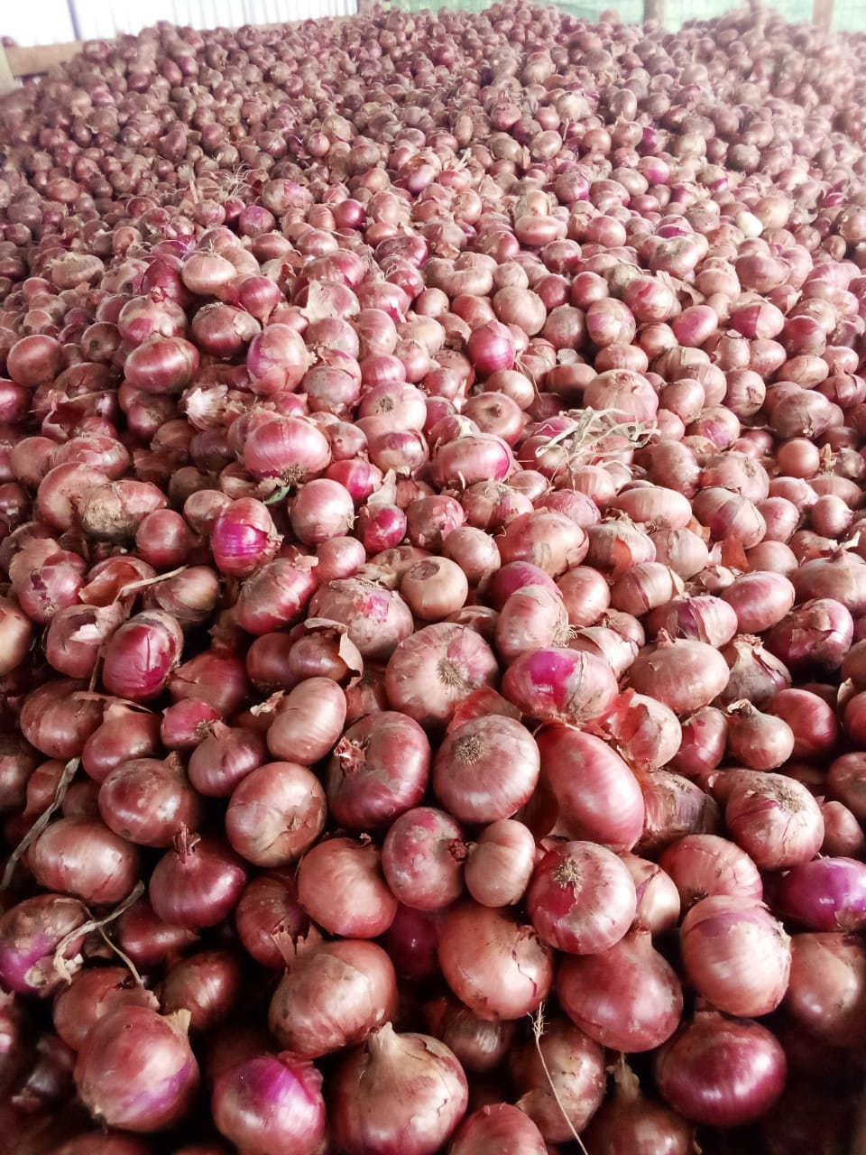 Red pinoy onion from farmer