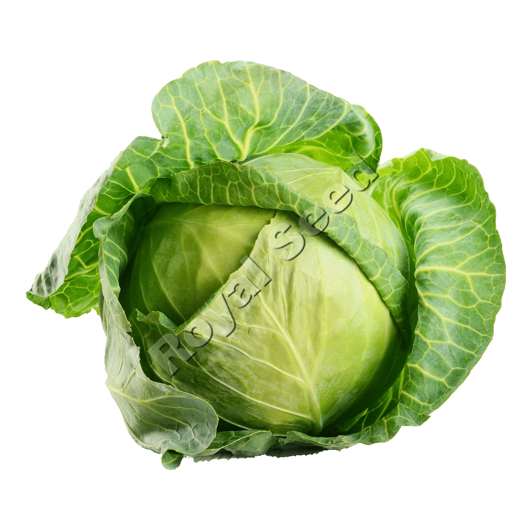 Royal Seed Cabbage planting guide 