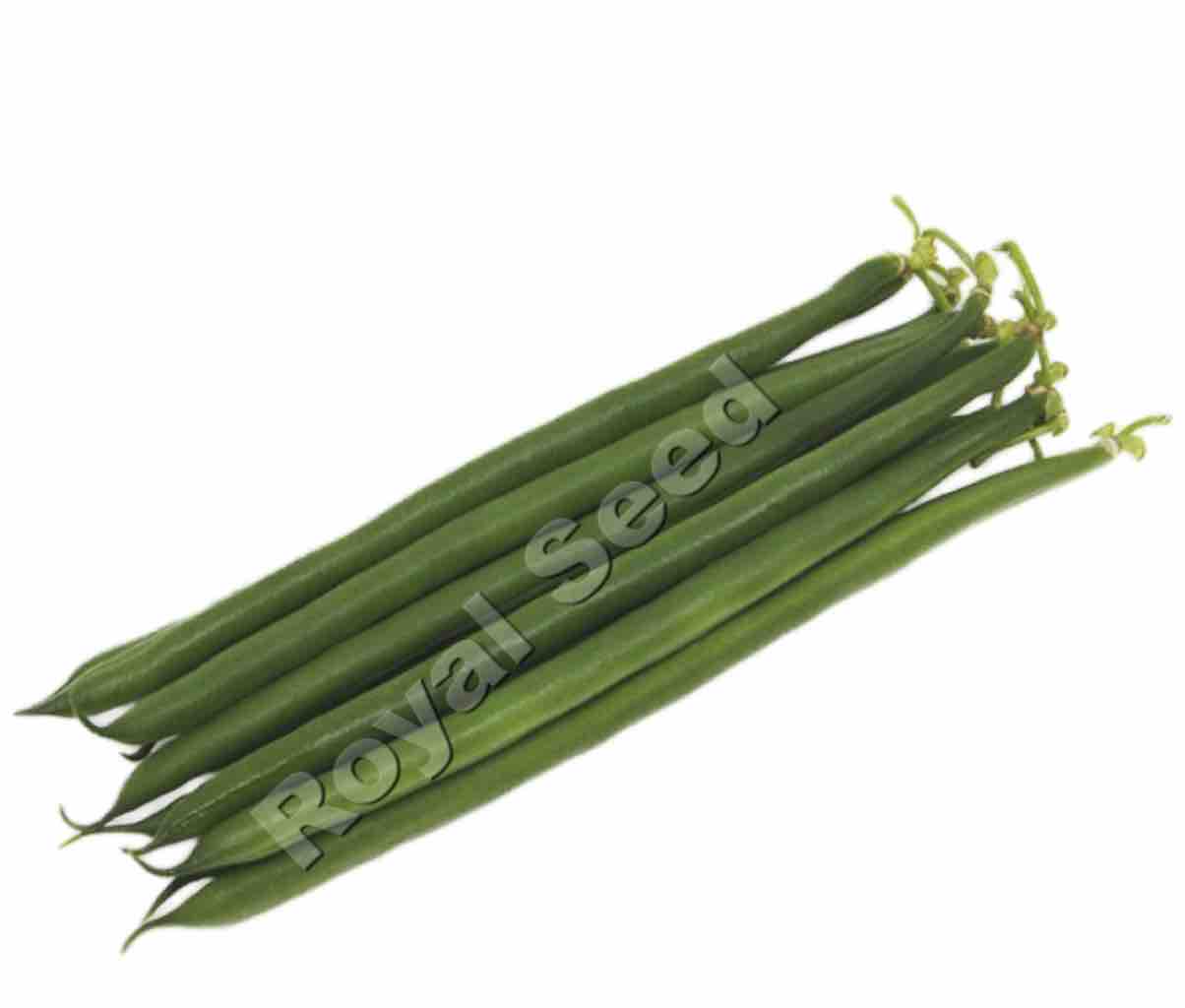 Albatros French bean Variety from Royal Seed’s Latest Range
