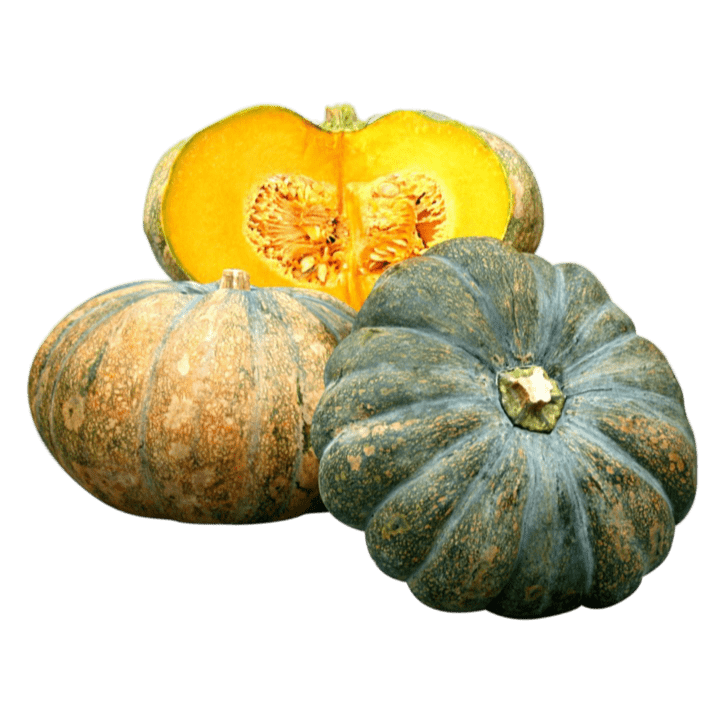 Arjuna F1 pumpkin from royal seed