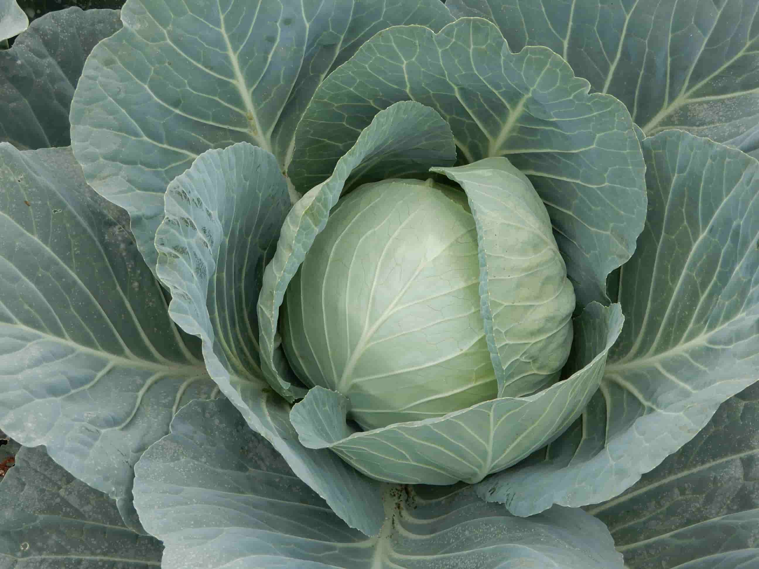 Fresh Cabbage – High-Quality Vegetable from Royal Seed