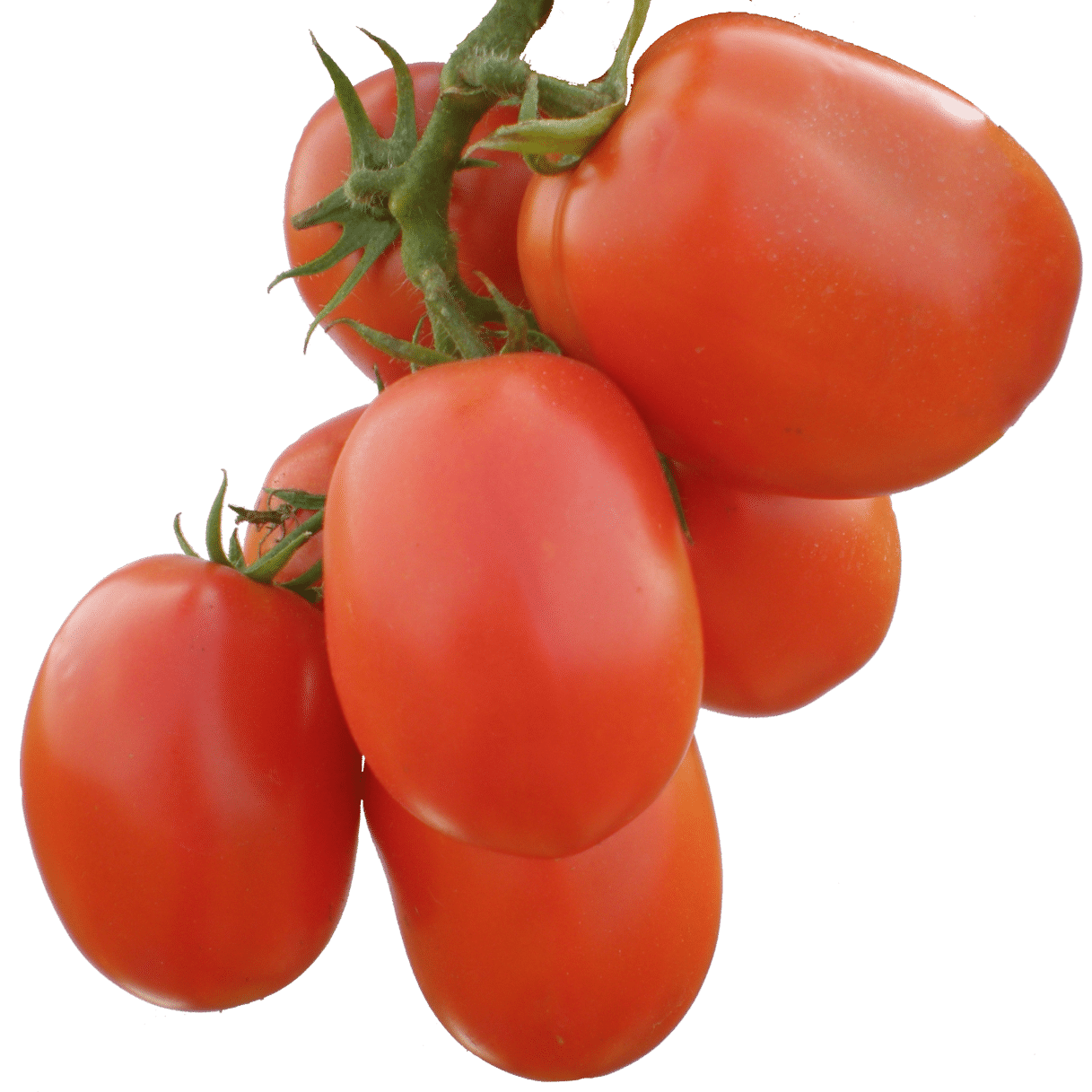 Rocky  F1 tomato variety from Royal Seed