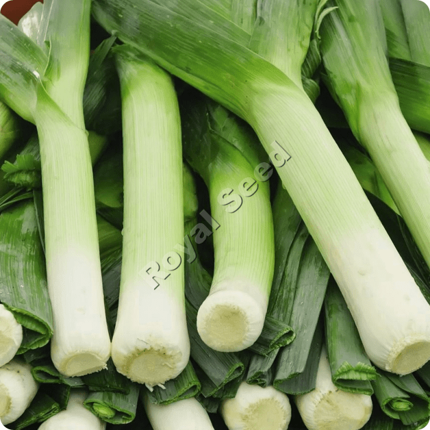 White Lisbon quick-growing spring onion with 50cm pure white tender stalks 